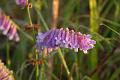 wildflower 2